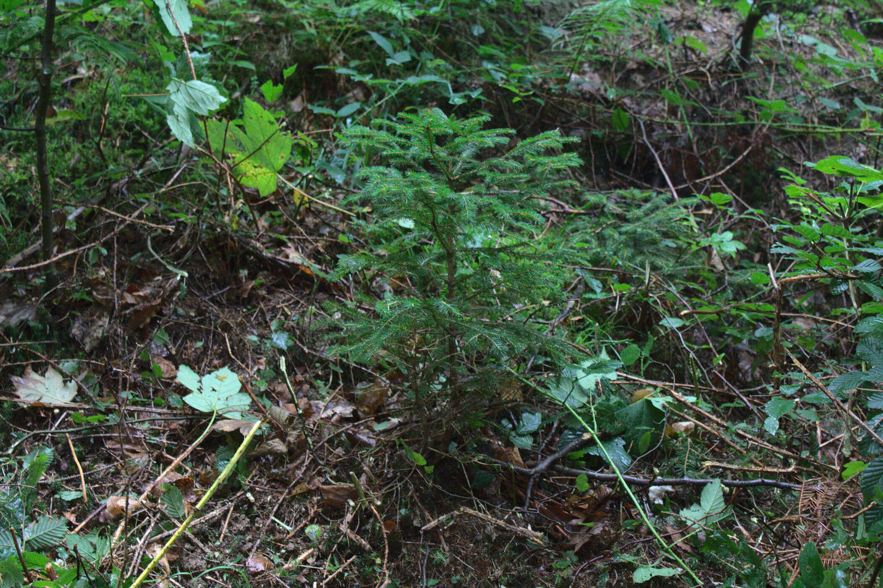 Waldbepflanzung von Waldpflege Lintner