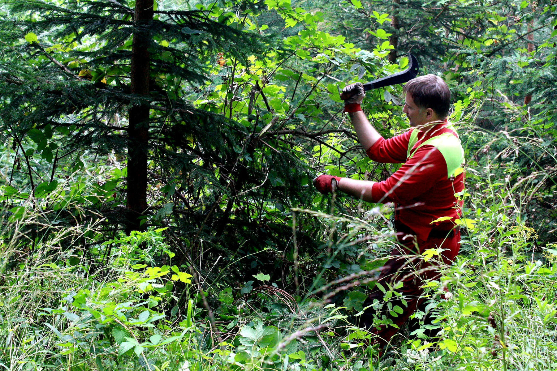 Holzschlägerung von Waldpflege Lintner