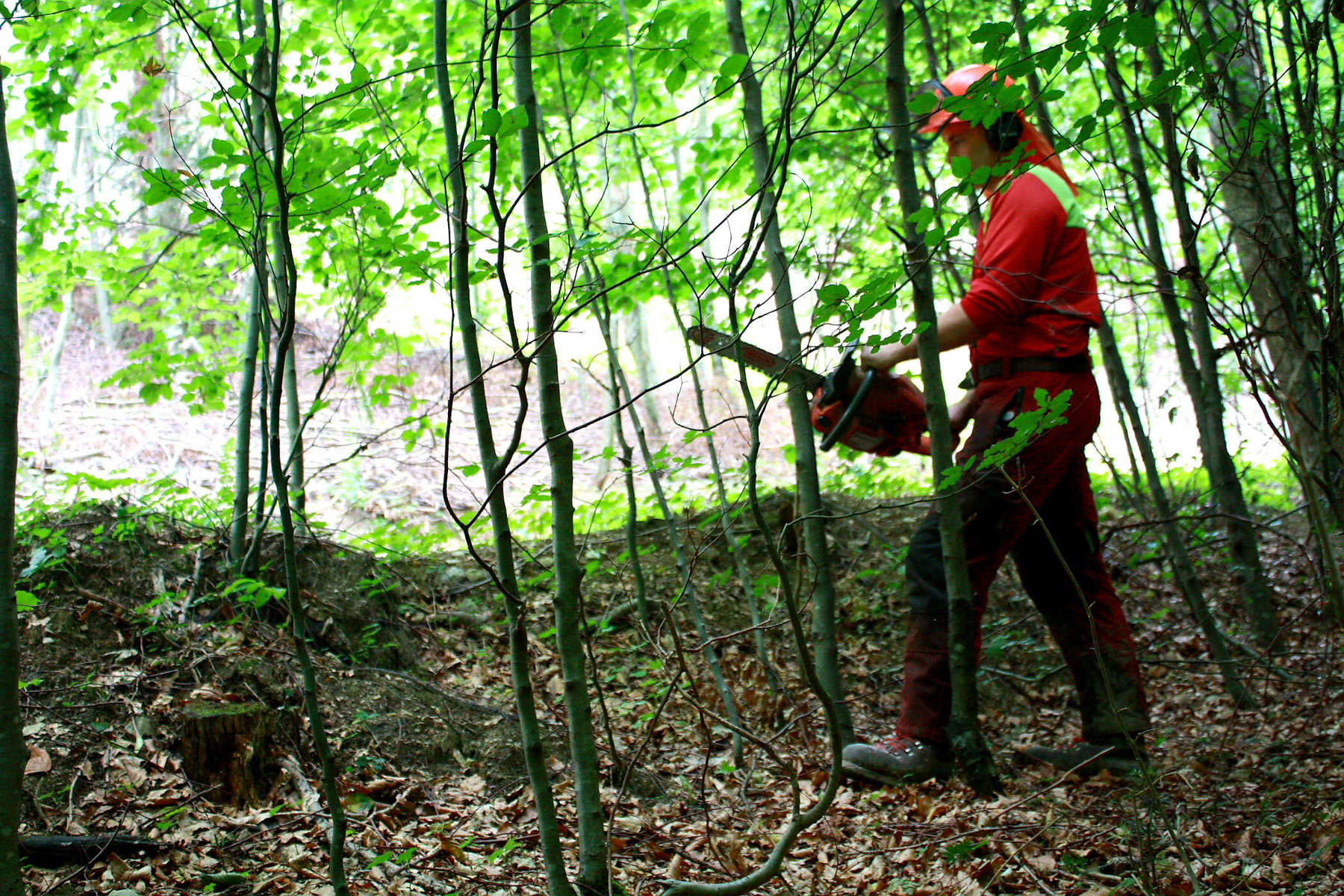 professionelle Forstarbeit von Waldpflege Lintner